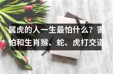 属虎的人一生怕什么？害怕和生肖猴、蛇、虎打交道