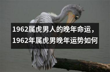 1962属虎男人的晚年命运，1962年属虎男晚年运势如何