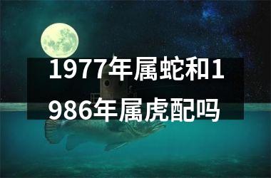 1977年属蛇和1986年属虎配吗