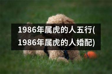 1986年属虎的人五行(1986年属虎的人婚配)