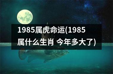 1985属虎命运(1985属什么生肖 今年多大了)