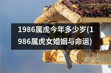 1986属虎今年多少岁(1986属虎女婚姻与命运)