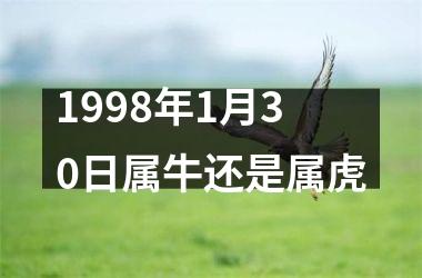 1998年1月30日属牛还是属虎