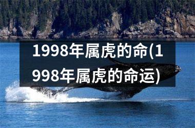 1998年属虎的命(1998年属虎的命运)