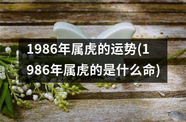 1986年属虎的运势(1986年属虎的是什么命)