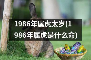 1986年属虎太岁(1986年属虎是什么命)