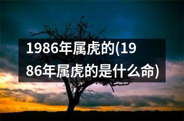 1986年属虎的(1986年属虎的是什么命)