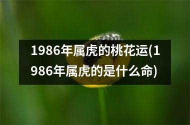 1986年属虎的桃花运(1986年属虎的是什么命)