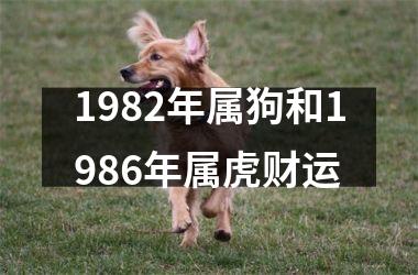 1982年属狗和1986年属虎财运