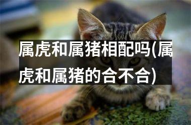 属虎和属猪相配吗(属虎和属猪的合不合)