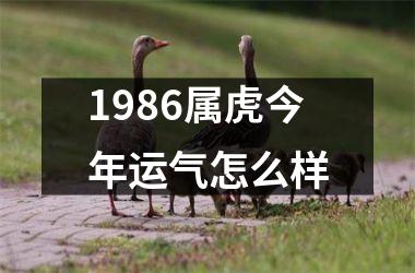 1986属虎今年运气怎么样