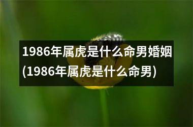 1986年属虎是什么命男婚姻(1986年属虎是什么命男)