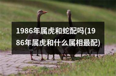 1986年属虎和蛇配吗(1986年属虎和什么属相最配)