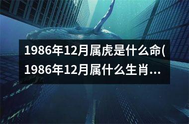 1986年12月属虎是什么命(1986年12月属什么生肖)