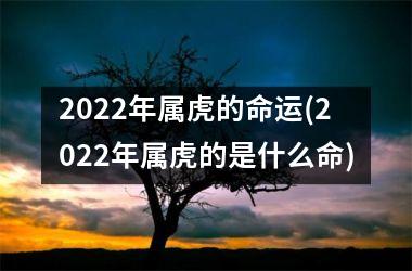 2025年属虎的命运(2025年属虎的是什么命)