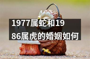 <h3>1977属蛇和1986属虎的婚姻如何