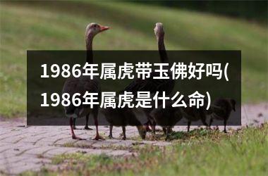 1986年属虎带玉佛好吗(1986年属虎是什么命)