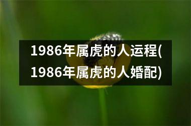 <h3>1986年属虎的人运程(1986年属虎的人婚配)