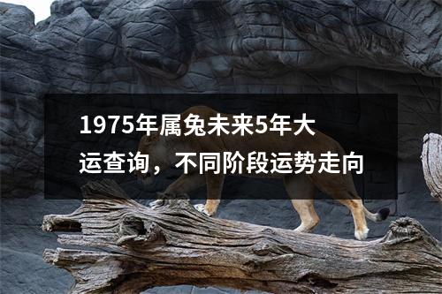 1975年属兔未来5年大运查询，不同阶段运势走向