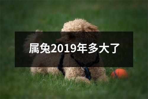属兔2019年多大了