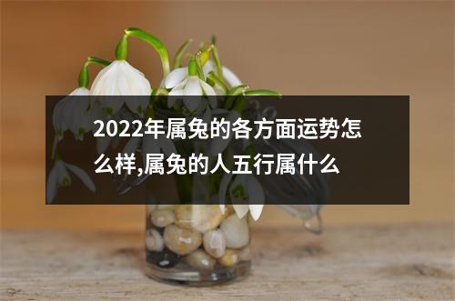 2025年属兔的各方面运势怎么样,属兔的人五行属什么