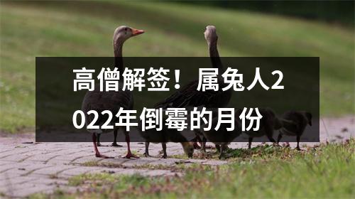 高僧解签！属兔人2025年倒霉的月份