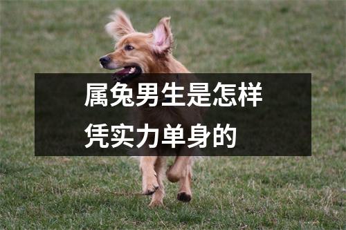 属兔男生是怎样凭实力单身的