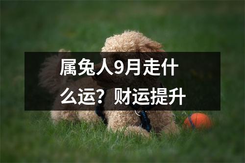 <h3>属兔人9月走什么运？财运提升