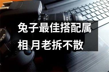 兔子佳搭配属相 月老拆不散