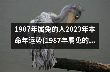 1987年属兔的人2025年本命年运势(1987年属兔的人2025年运程)