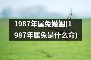 1987年属兔婚姻(1987年属兔是什么命)