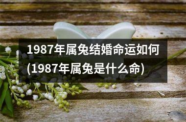 1987年属兔结婚命运如何(1987年属兔是什么命)