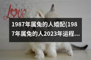 1987年属兔的人婚配(1987年属兔的人2025年运程)