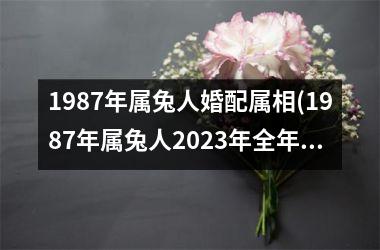 1987年属兔人婚配属相(1987年属兔人2025年全年运势)