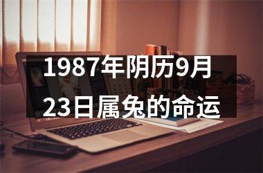 1987年阴历9月23日属兔的命运