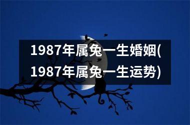 1987年属兔一生婚姻(1987年属兔一生运势)