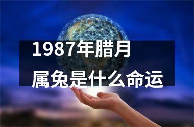 1987年腊月属兔是什么命运