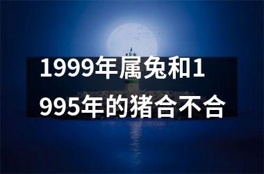 1999年属兔和1995年的猪合不合