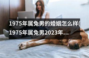 1975年属兔男的婚姻怎么样(1975年属兔男2025年运势及运程凶与吉)