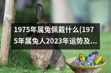 1975年属兔佩戴什么(1975年属兔人2025年运势及运程)