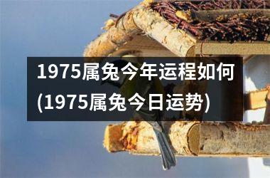 1975属兔今年运程如何(1975属兔今日运势)