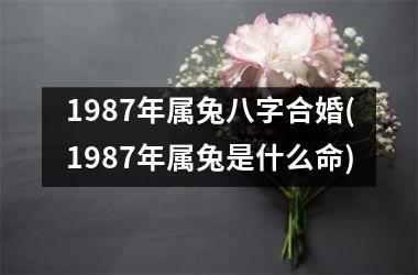 1987年属兔八字合婚(1987年属兔是什么命)