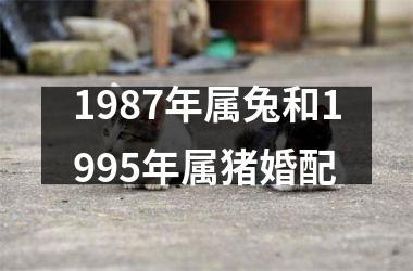 <h3>1987年属兔和1995年属猪婚配