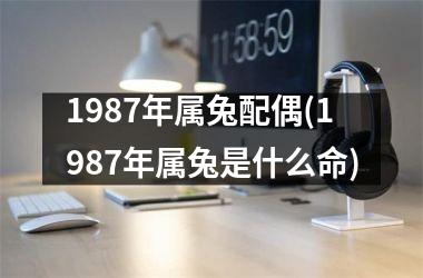 1987年属兔配偶(1987年属兔是什么命)