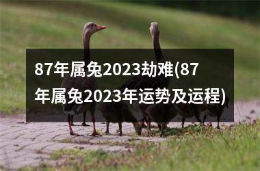 87年属兔2025劫难(87年属兔2025年运势及运程)