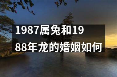 1987属兔和1988年龙的婚姻如何