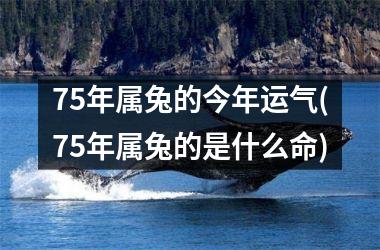 75年属兔的今年运气(75年属兔的是什么命)