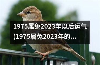 1975属兔2025年以后运气(1975属兔2025年的运势及运程)