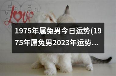 <h3>1975年属兔男今日运势(1975年属兔男2025年运势及运程凶与吉)