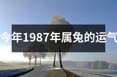 今年1987年属兔的运气